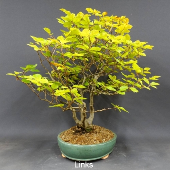 Rotbuche - Fagus sylvatica