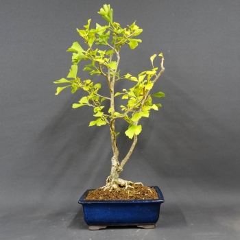 Fächerblattbaum - Ginkgo biloba 5