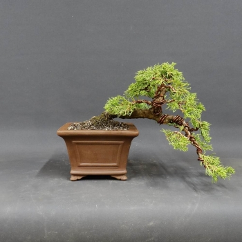 Chinesischer Wacholder - Juniperus chinensis 12