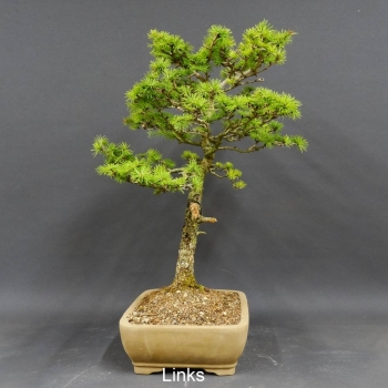 Larix, Lärche, Bonsai