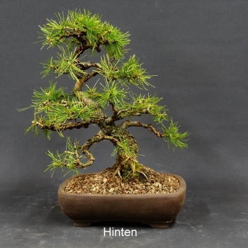 Larix, Lärche, Bonsai