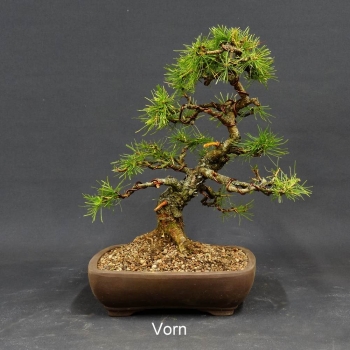 Europäische Lärche - Larix decidua 8