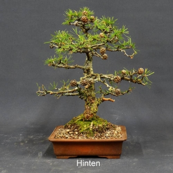 Larix, Lärche, Bonsai