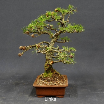 Larix, Lärche, Bonsai