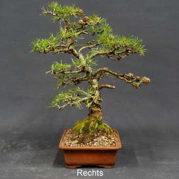 Larix, Lärche, Bonsai