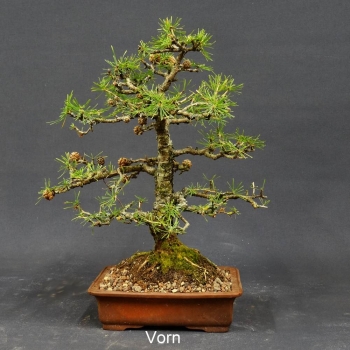 Europäische Lärche - Larix decidua 9