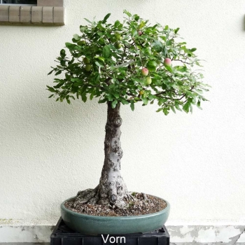 Bonsai, Apfel, Vorderansicht