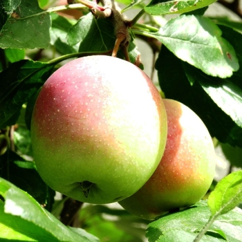 Bonsai, Apfel, Frucht