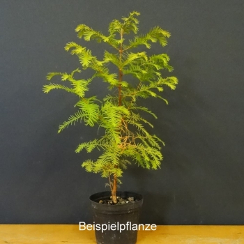 Urweltmammutbaum - Metasequoia glyptostroboides J1