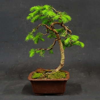 Gemeine Fichte - Picea abies 1