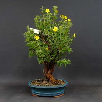 Gelber Fingerstrauch - Potentilla 'Yana' 5