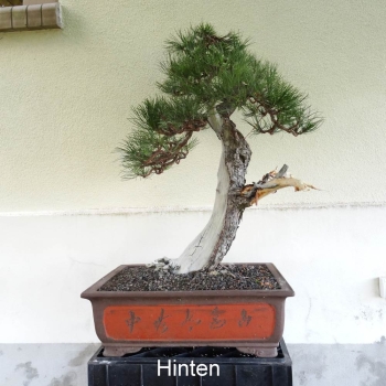 Bonsai, Pinus nigra