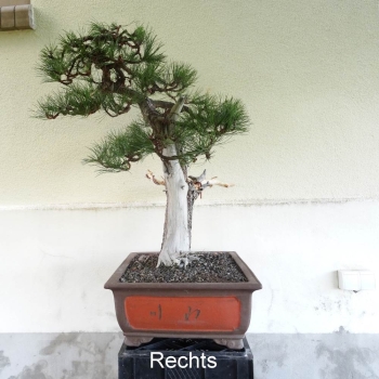 Bonsai, Pinus nigra
