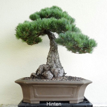 Pinus parviflora Mädchenkiefer