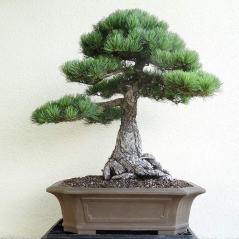 Japanische Mädchenkiefer - Pinus parvifolia 10