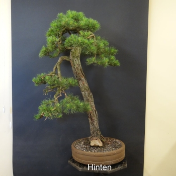 Bonsai, Pinus sylvestris