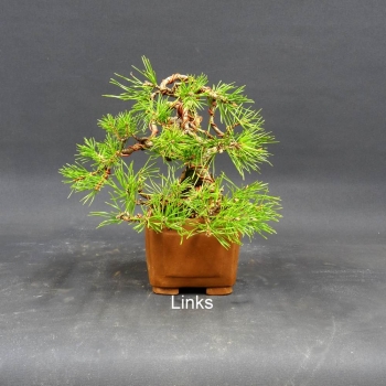 Pre-Bonsai, Pinus sylvestris