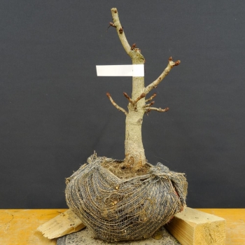 Rosskastanie - Aesculus hippocastanum B3