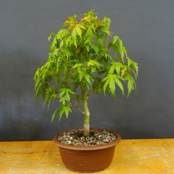 Japanischer Fächerahorn - Acer palmatum R1