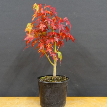 Japanischer Fächerahorn - Acer palmatum R1