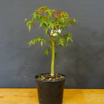 Japanischer Fächerahorn - Acer palmatum R9
