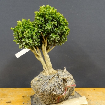 Buxbaum, Buchs - Buxus sempervirens B1