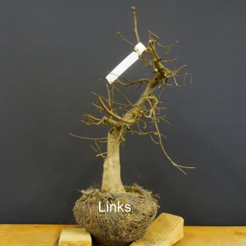 Carpinus Hainbuche, Bonsai