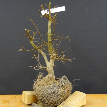 Carpinus Hainbuche, Bonsai