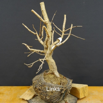 Corylus Hasel Bonsai