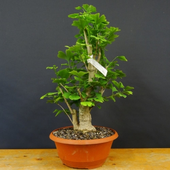 Fächerblattbaum - Ginkgo biloba R3