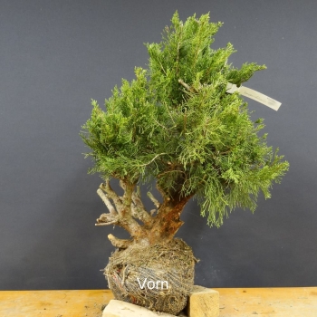 Chines. Wacholder - Juniperus chinensis B1