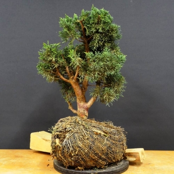 Chines. Wacholder - Juniperus chinensis 'Blaauw' B13