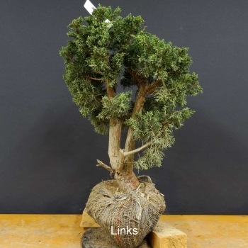 Juniperus chin. 'Blaauw'