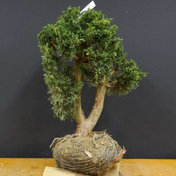 Chines. Wacholder - Juniperus chinensis 'Blaauw' B2