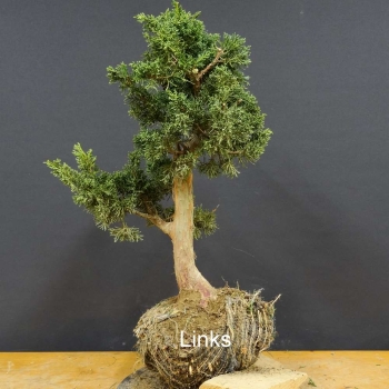 Juniperus chin. 'Blaauw'