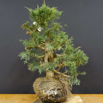 Chines. Wacholder - Juniperus, chinensis, Hetzii