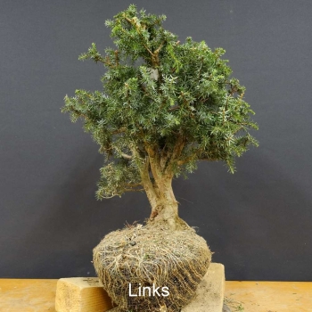 Pre-Bonsai, Juniperus communis