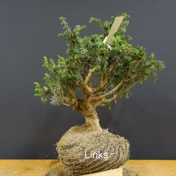 Pre-Bonsai, Juniperus communis