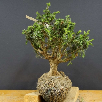 Gem. Wacholder-Juniperus communis B3