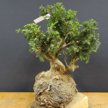 Gem. Wacholder-Juniperus communis B4