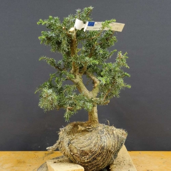 Gem. Wacholder-Juniperus communis B5