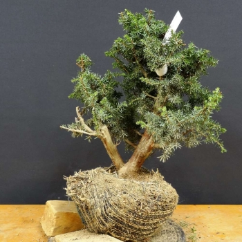 Gem. Wacholder-Juniperus communis B6