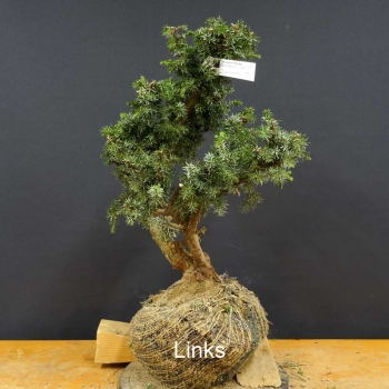 Pre-Bonsai, Juniperus communis