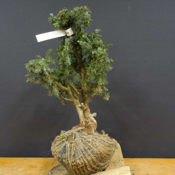 Gem. Wacholder-Juniperus communis B7