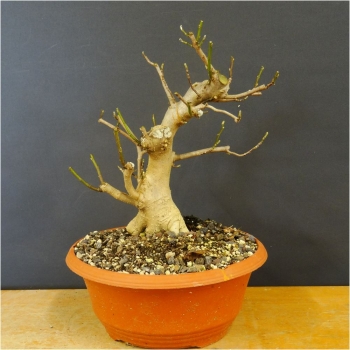 Sternmagnolie - Magnolia stellata R1