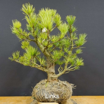 Pinus cembra Zirbelkiefer