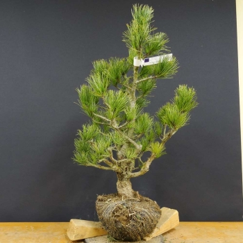 Pinus cembra Zirbelkiefer