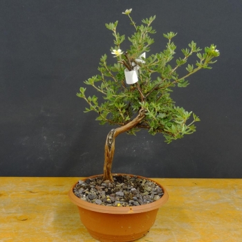 Potentilla, Fingerstrauch, Bonsai