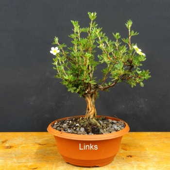 Potentilla, Fingerstrauch, Bonsai