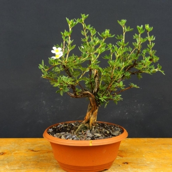 Potentilla, Fingerstrauch, Bonsai